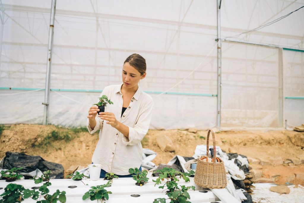 The Pros and Cons of Hydroponic Systems