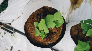 Benefits of Hydroponic Growing Systems 2 benefits of hydroponic growing systems
