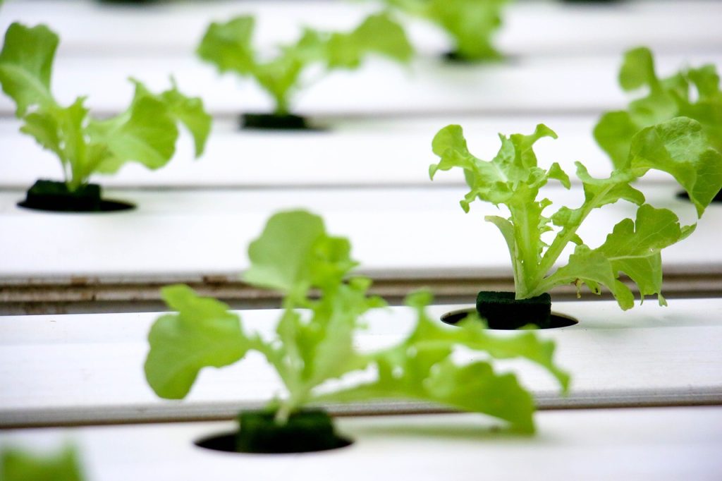 Can Hydroponic Systems Grow Vegetables Faster? Can Hydroponic Systems Grow Vegetables Faster?