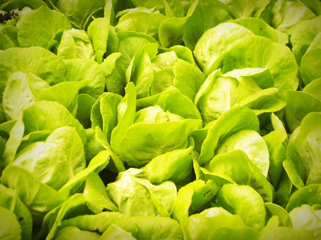 The Benefits of Hydroponic Farming