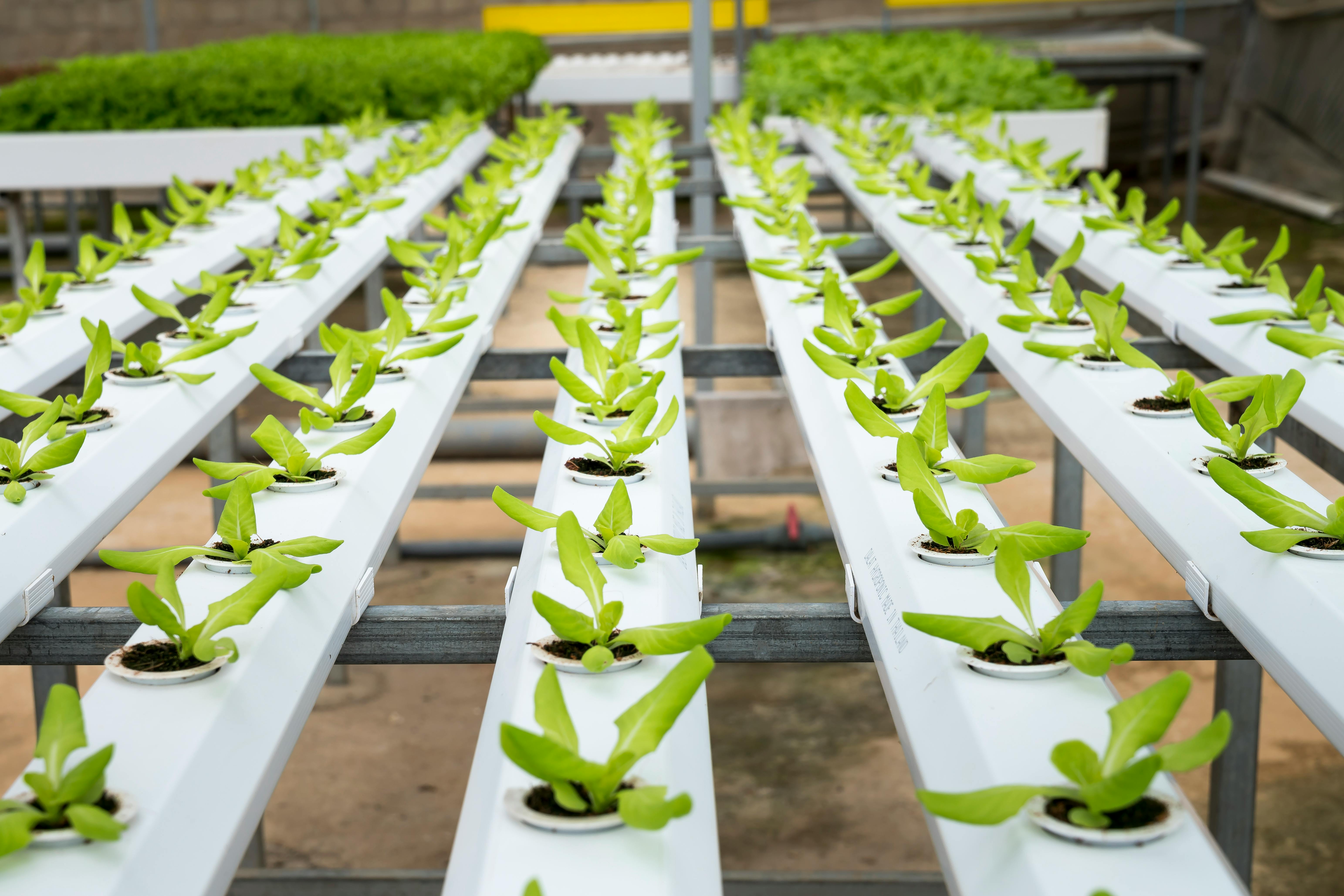 The Ultimate Guide to 2025 Hydroponic Herb Garden Strategies for Fresh Flavors 1 SEO Optimized Image