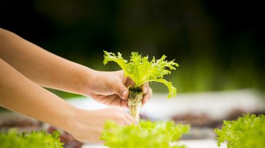 The Hidden Benefits of Hydroponic Nutrients Revealed 4 the hidden benefits of hydroponic nutrients revealed 1