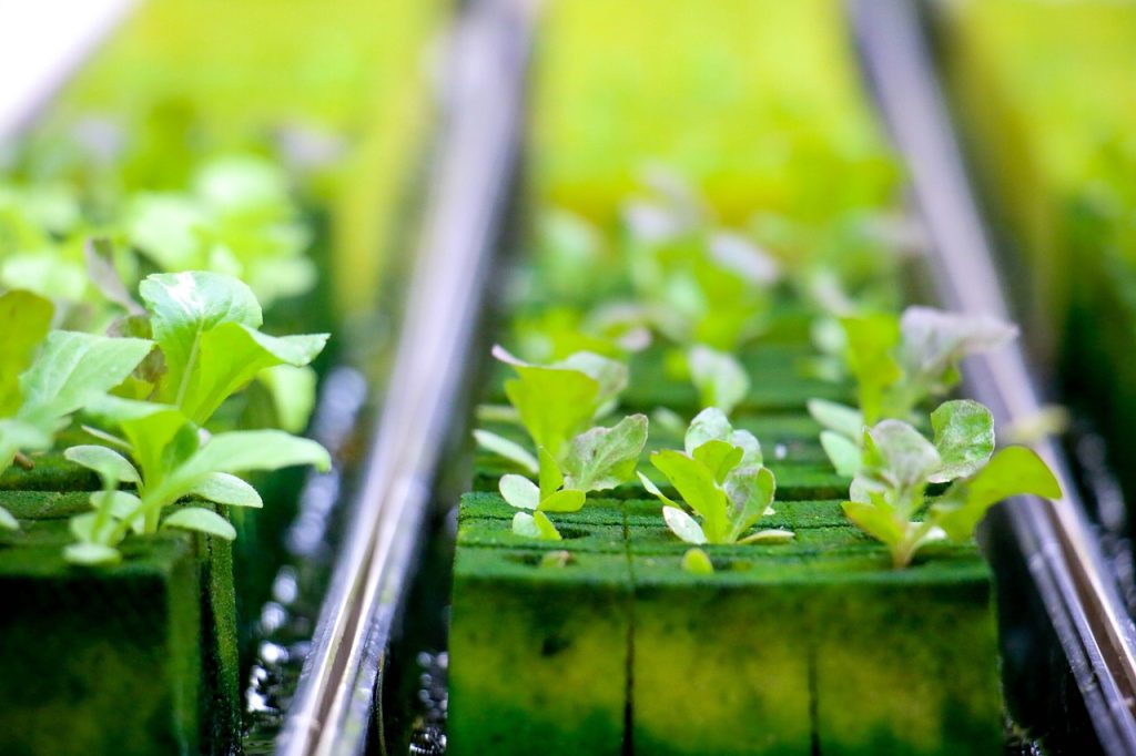 What to Grow in Your Hydroponic System