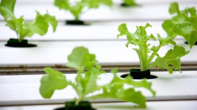 What to Grow in Your Hydroponic System 18 what to grow in your hydroponic system 2