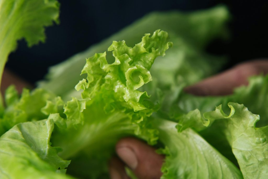 Why Hydroponic Farming is the Future of Urban Agriculture