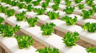 Why Hydroponic Leafy Greens Are Superior to Soil-Grown 14 why hydroponic leafy greens are superior to soil grown 1