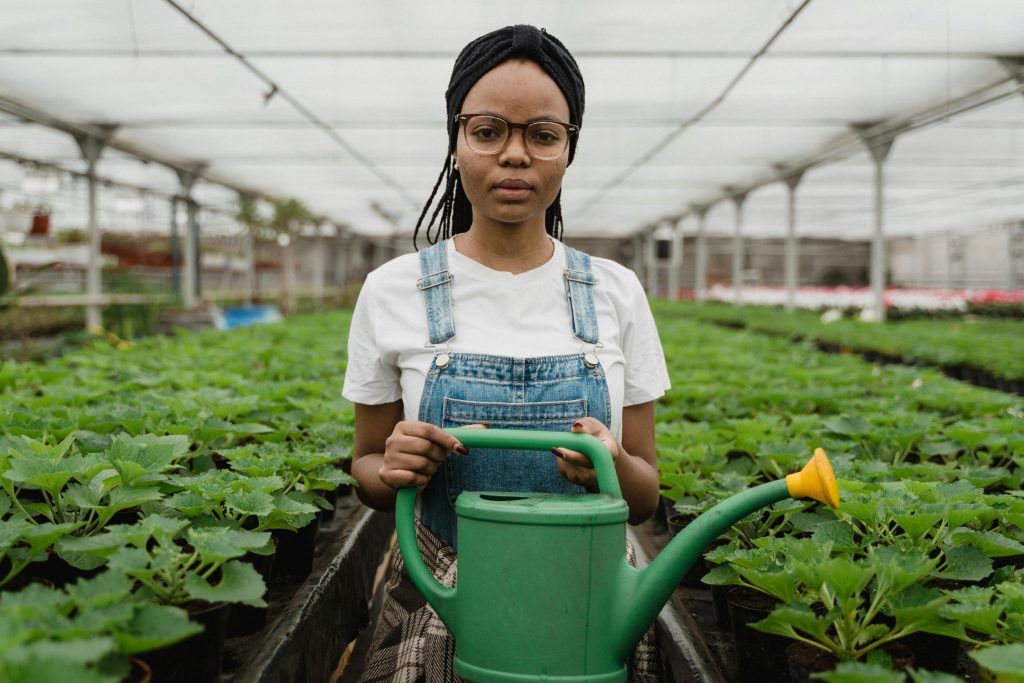 Why Hydroponic Lettuce is Ideal for Urban Gardens