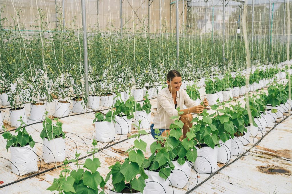 Why Hydroponic Lettuce is Ideal for Urban Gardens