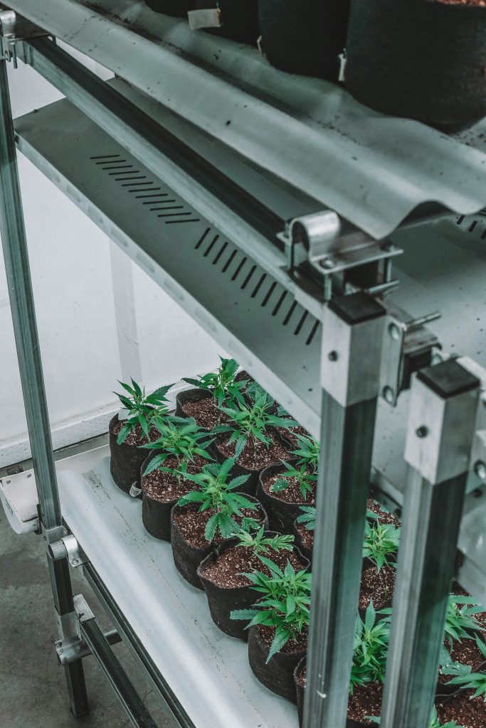 Are Hydroponic Growing Systems Really Low-Maintenance?