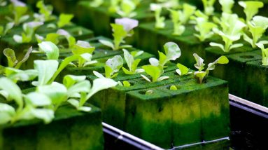 Benefits of Hydroponic Growing Systems 10 benefits of hydroponic growing systems 3