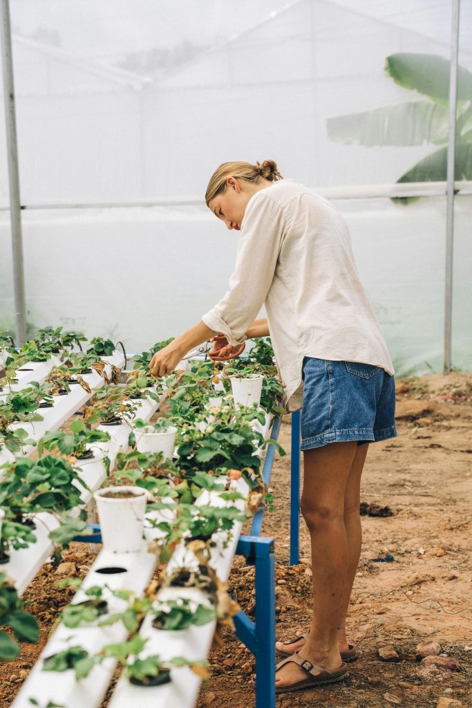 Can You Grow Hydroponic Strawberries at Home?