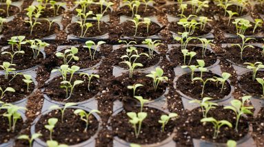 Energy Efficient Automation of Hydroponic Systems 16 energy efficient automation of hydroponic systems 1