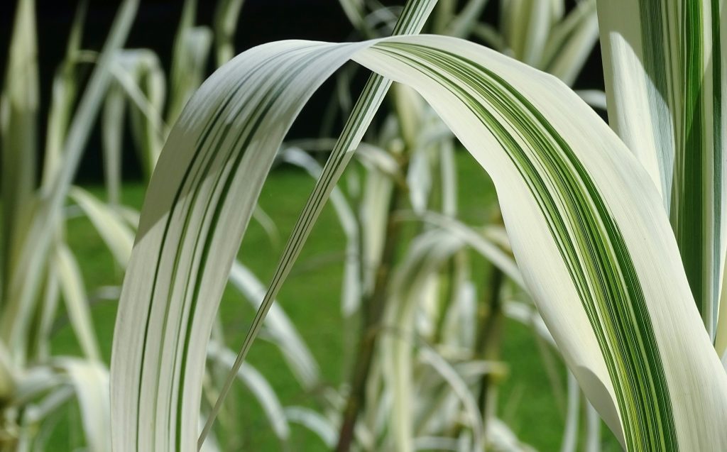 Hydroponic Gardening for Beginners