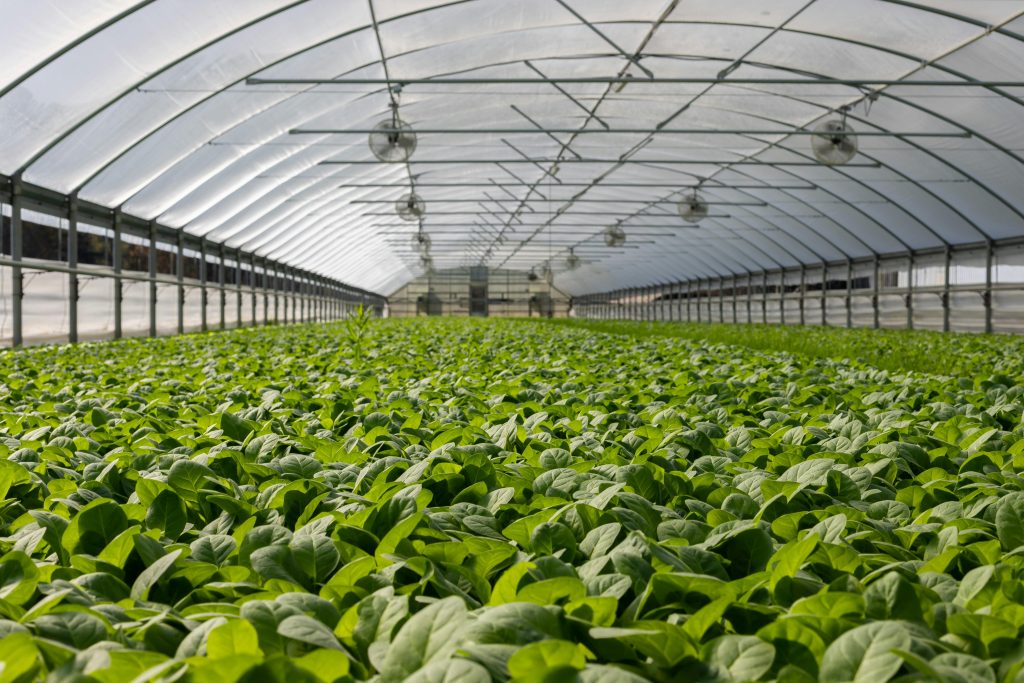 Hydroponic Growing Systems: Benefits and Advantages