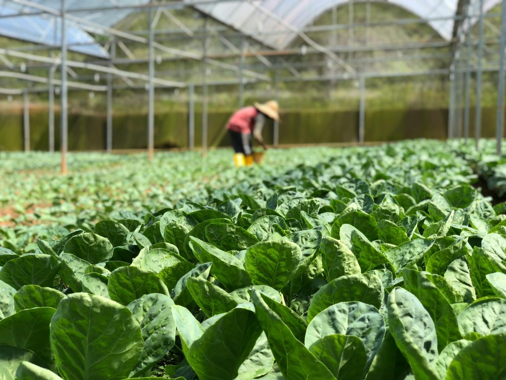 Hydroponic Lettuce Cultivation Techniques