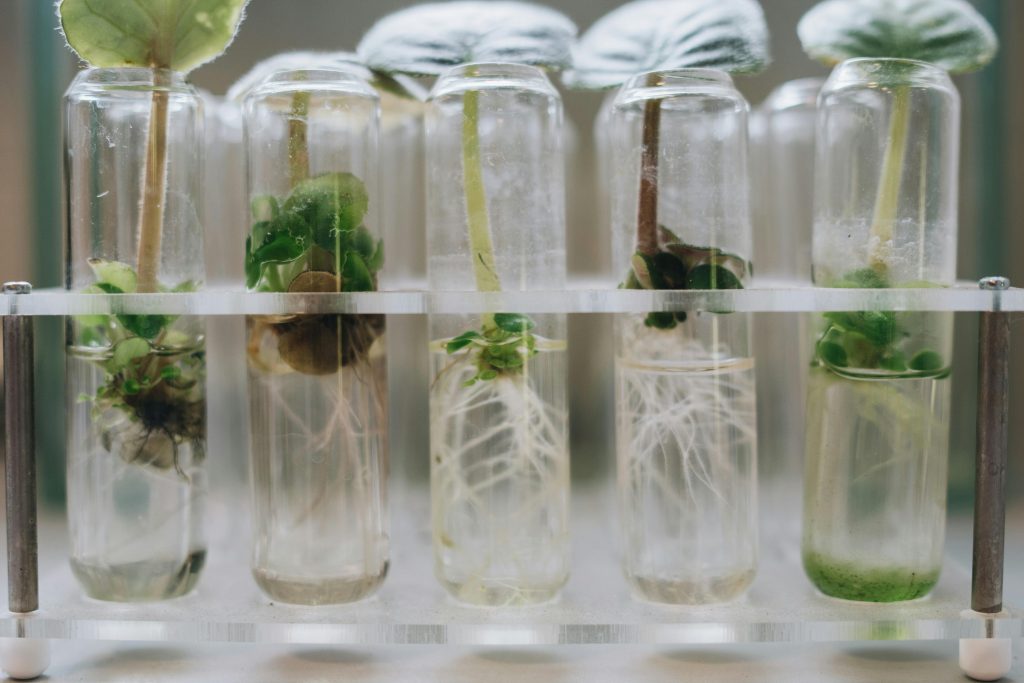 Hydroponic Lettuce Cultivation Techniques