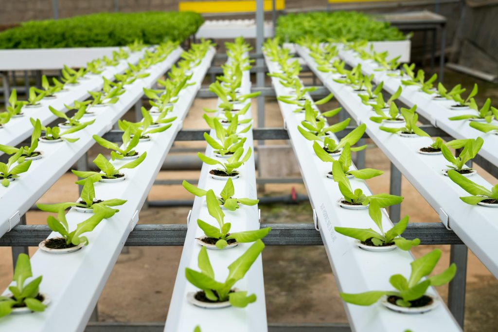 Is Hydroponic Farming the Future of Urban Agriculture?