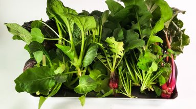 The Benefits of Hydroponic Water Filtration 6 the benefits of hydroponic water filtration 1