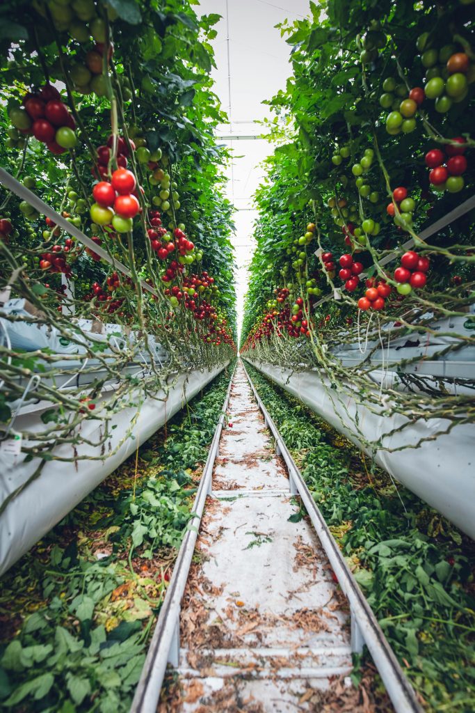 The Importance of Crop Rotation in Hydroponic Systems