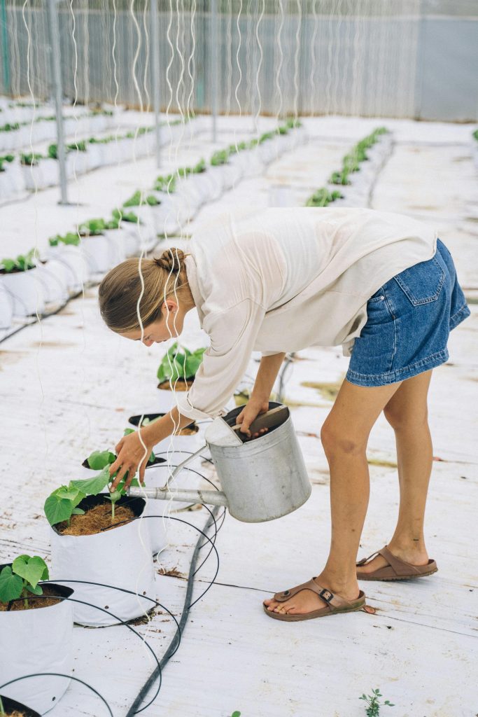 What Are the Best Hydroponic Growing Media Options?