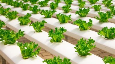 Year-Round Hydroponic Vegetable Growing Guide 16 year round hydroponic vegetable growing guide