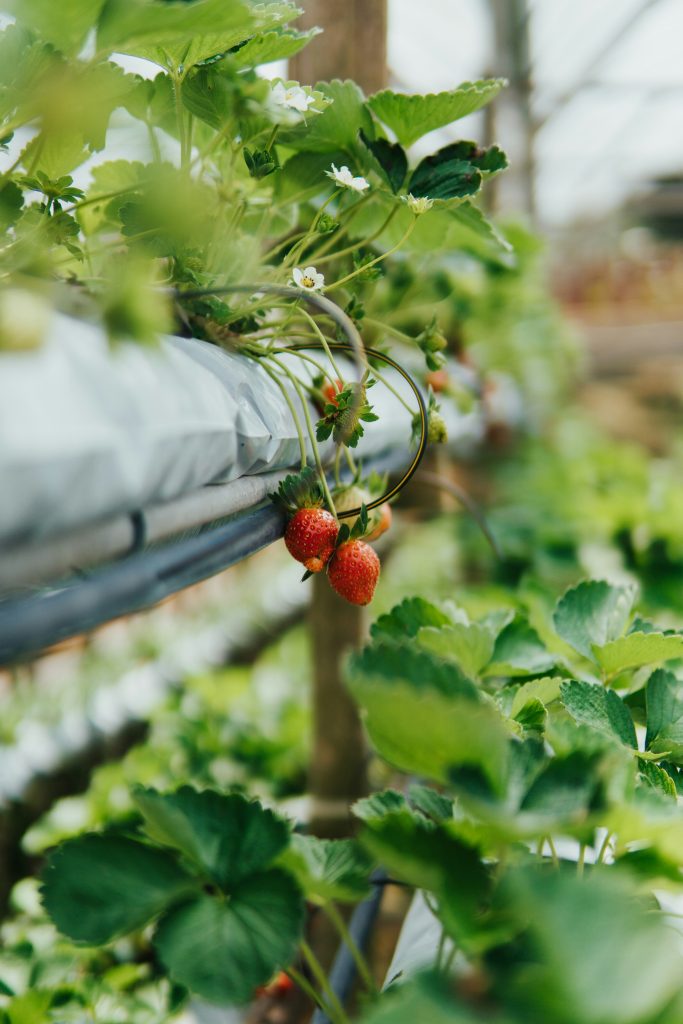 How to Combine Aquaponics and Hydroponics for Maximum Benefits