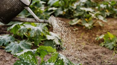 How to Harvest Hydroponic Crops for Maximum Freshness 8 how to harvest hydroponic crops for maximum freshness 5