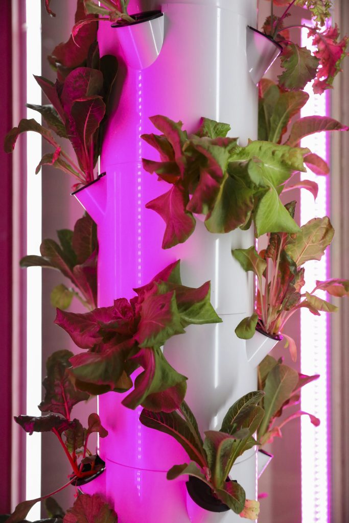 Hydroponic Growing Systems: A Sustainable Approach to Modern Gardening