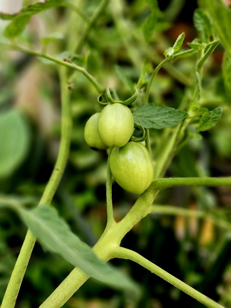 Top 5 Hydroponic Systems for Growing Tomatoes