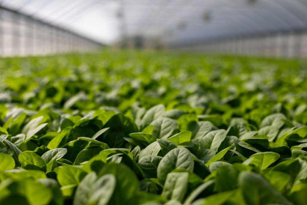 Year-Round Cultivation with Hydroponic Spinach