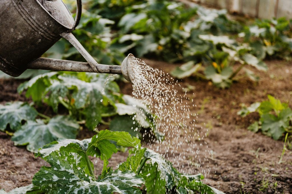 Year-Round Cultivation with Hydroponic Spinach