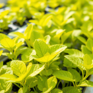 why my hydroponic plants are turning yellow identifying nutrient deficiencies and environmental factors 601e195e09