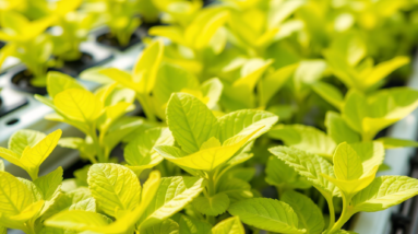why my hydroponic plants are turning yellow identifying nutrient deficiencies and environmental factors 601e195e09