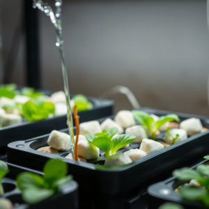 How to Clean Hydroponic Air Stones Safely (Steps, Soaking Time, and Replacement Signs)