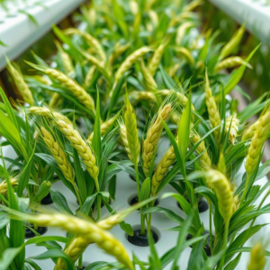 Hydroponic Fodder Production—Crops, Yields, and Hygiene With a Seed-to-Feed Checklist
